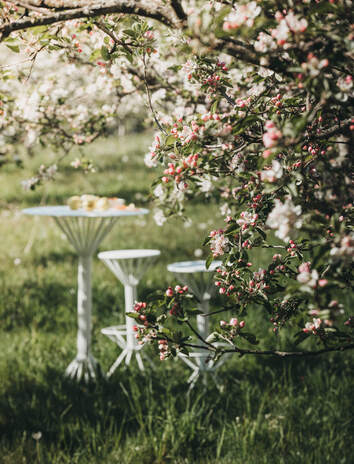 Roots Barbord och Barpall i vitt under vackert körsbärsträd