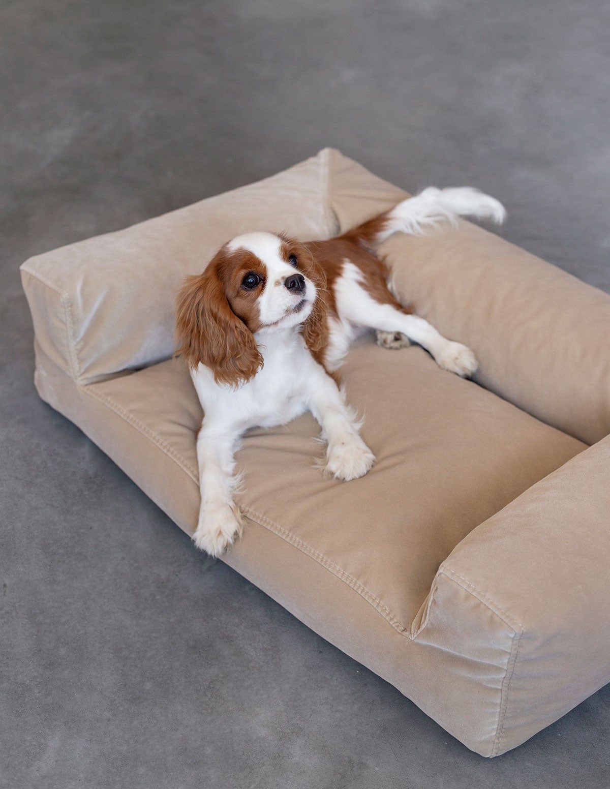 Bichon Djursäng med en hundvalp i rasen Cavalier King Charles Spaniel