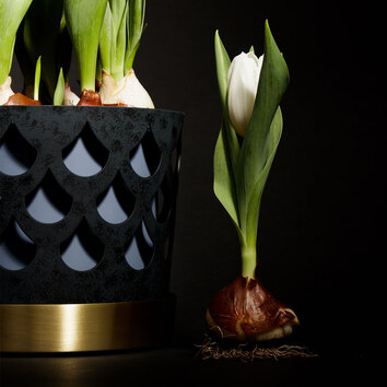 Trio Drop Blomkruka Medium Blå bredvid en tulpanlök