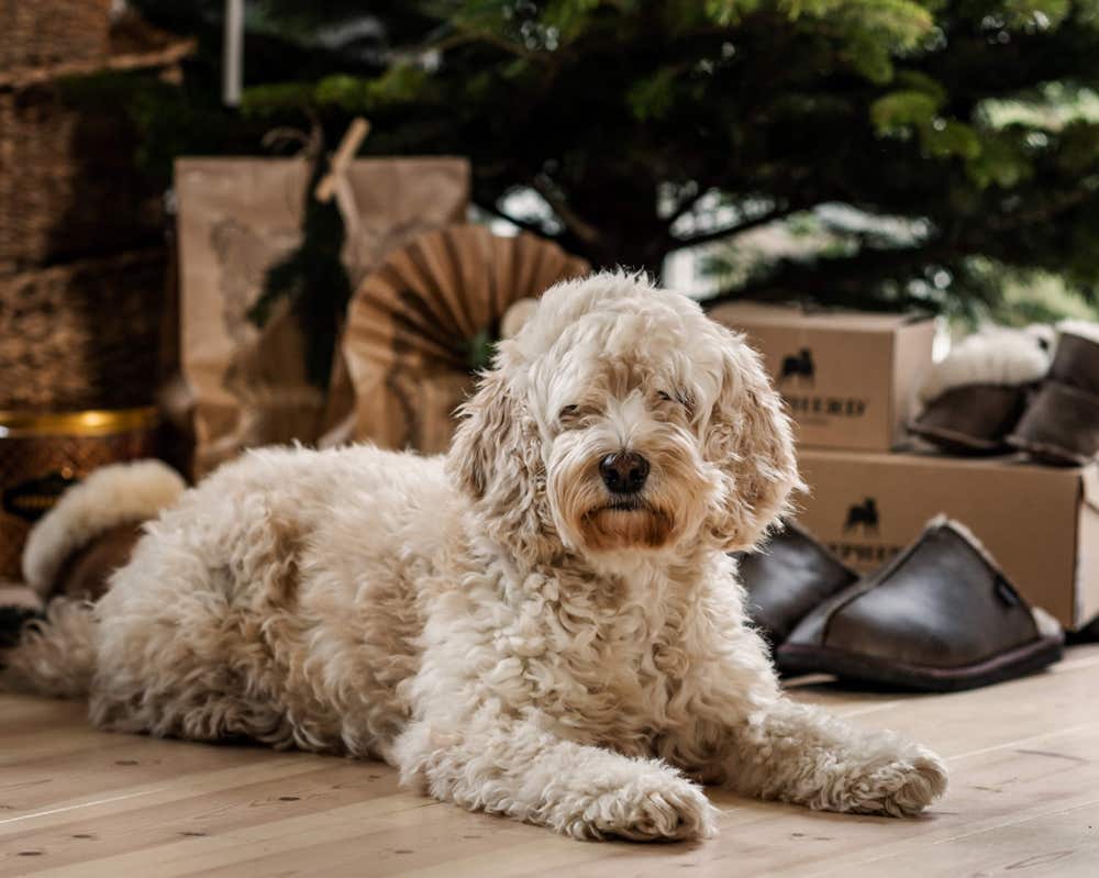 Julklappar-hund.jpg Skapa julstämning med möbler och inredning från Tibergs Möbler